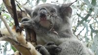 Rundreise Australien - Koala auf dem Weg zur Great Ocean Road