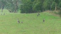 Rundreise Australien - Kängurus auf dem Weg nach Melbourne