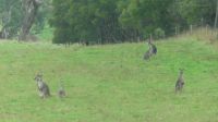 Rundreise Australien - Kängurus auf dem Weg nach Melbourne