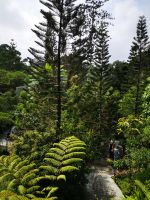 Botanical Garden Singapore