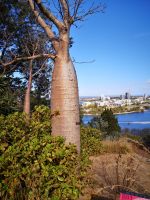 Elefantenbaum Kings Park Perth