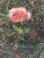 Botanische Garten Kings Park