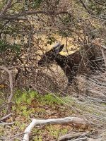 Känguru im Nambung NP