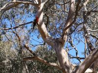 Papagei an Great Ocean Road 