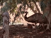 Am Stuart Highway nach Alice Springs