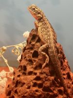 Desert Park, Mac Donnell Ranges