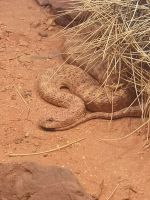 Desert Park, Mac Donnell Ranges