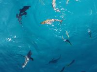 Great Barrier Reef, unser Katameran Trip