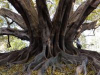 Botanischer Garten, Sydney