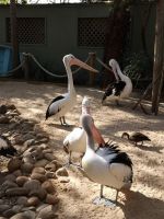 Wildlife Park bei Sydney
