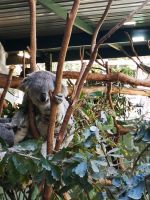 Wildlife Park bei Sydney