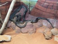 Wildlife Park bei Sydney