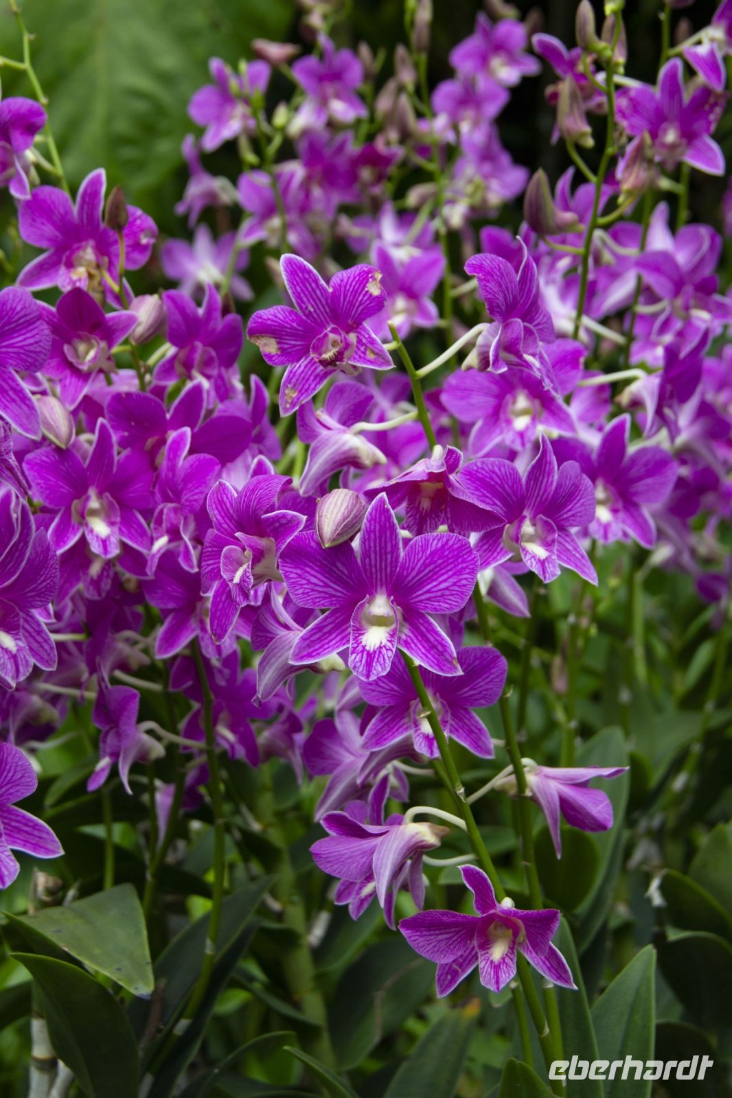 004 – Singapur, Orchideengarten