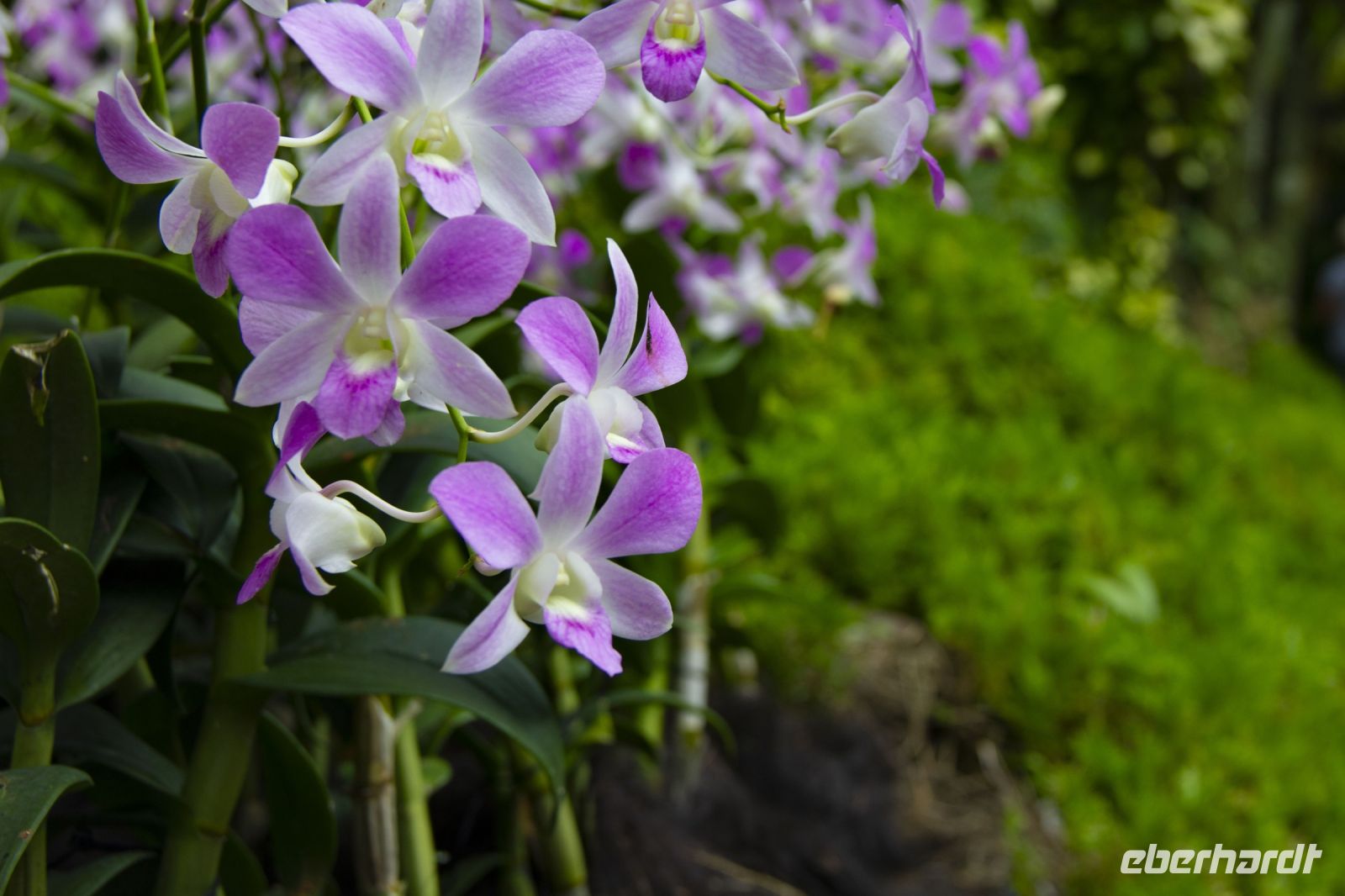 005 – Singapur, Orchideengarten