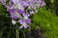 005 – Singapur, Orchideengarten