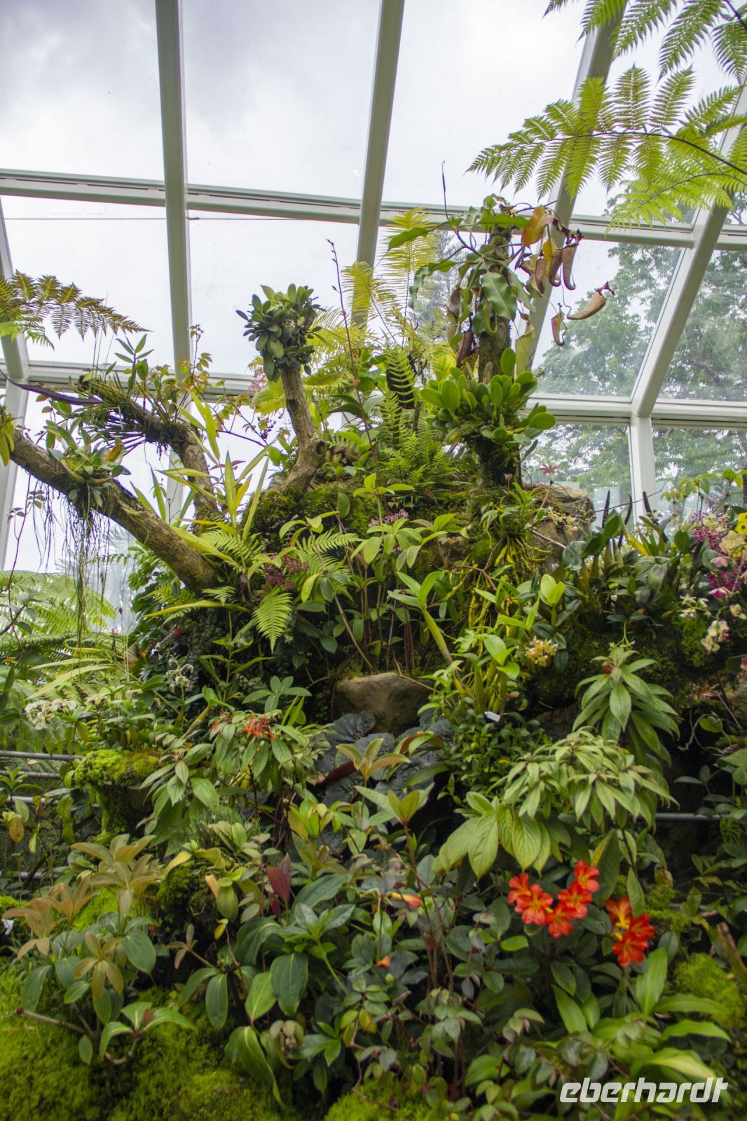 006 – Singapur, Orchideengarten