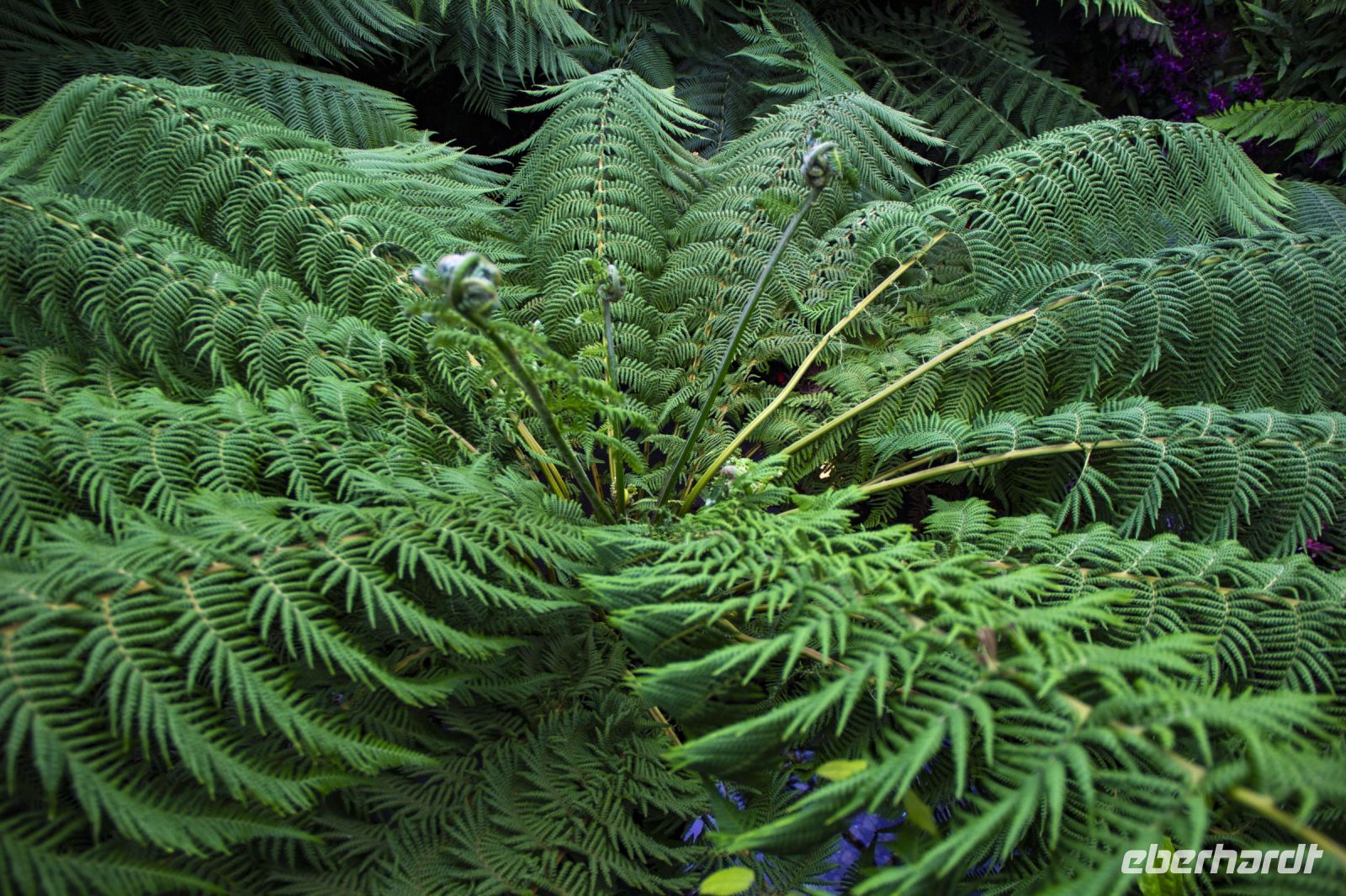 007 – Singapur, Orchideengarten