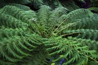 007 – Singapur, Orchideengarten