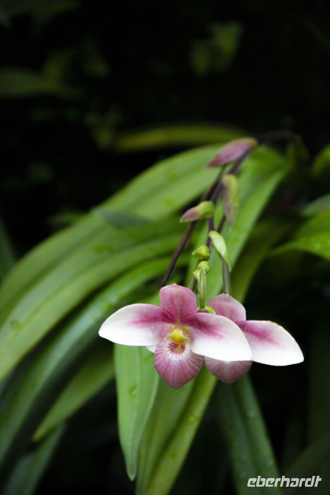 010 – Singapur, Orchideengarten