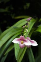 010 – Singapur, Orchideengarten