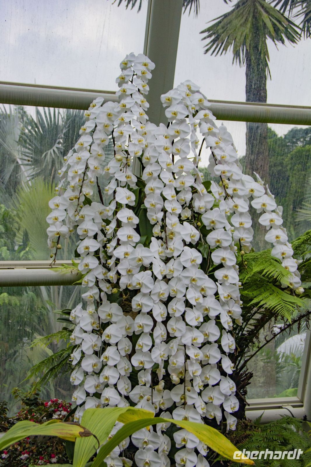 011 – Singapur, Orchideengarten