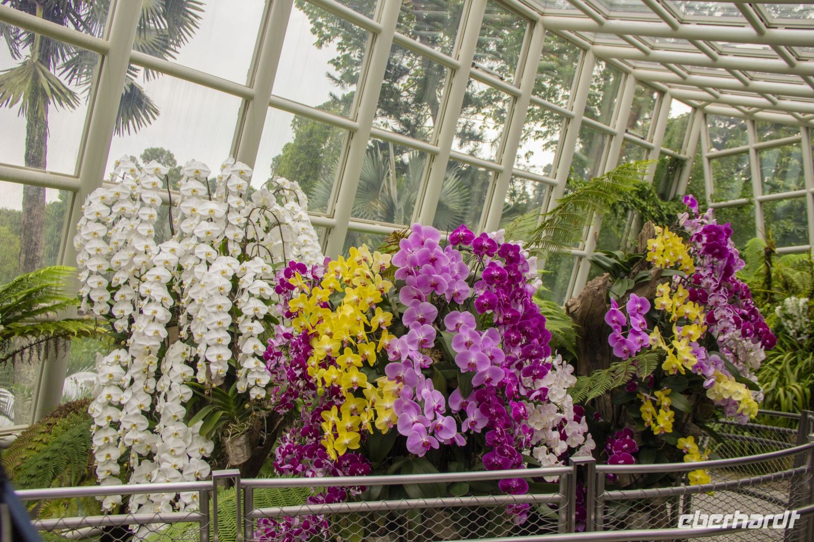 012 – Singapur, Orchideengarten