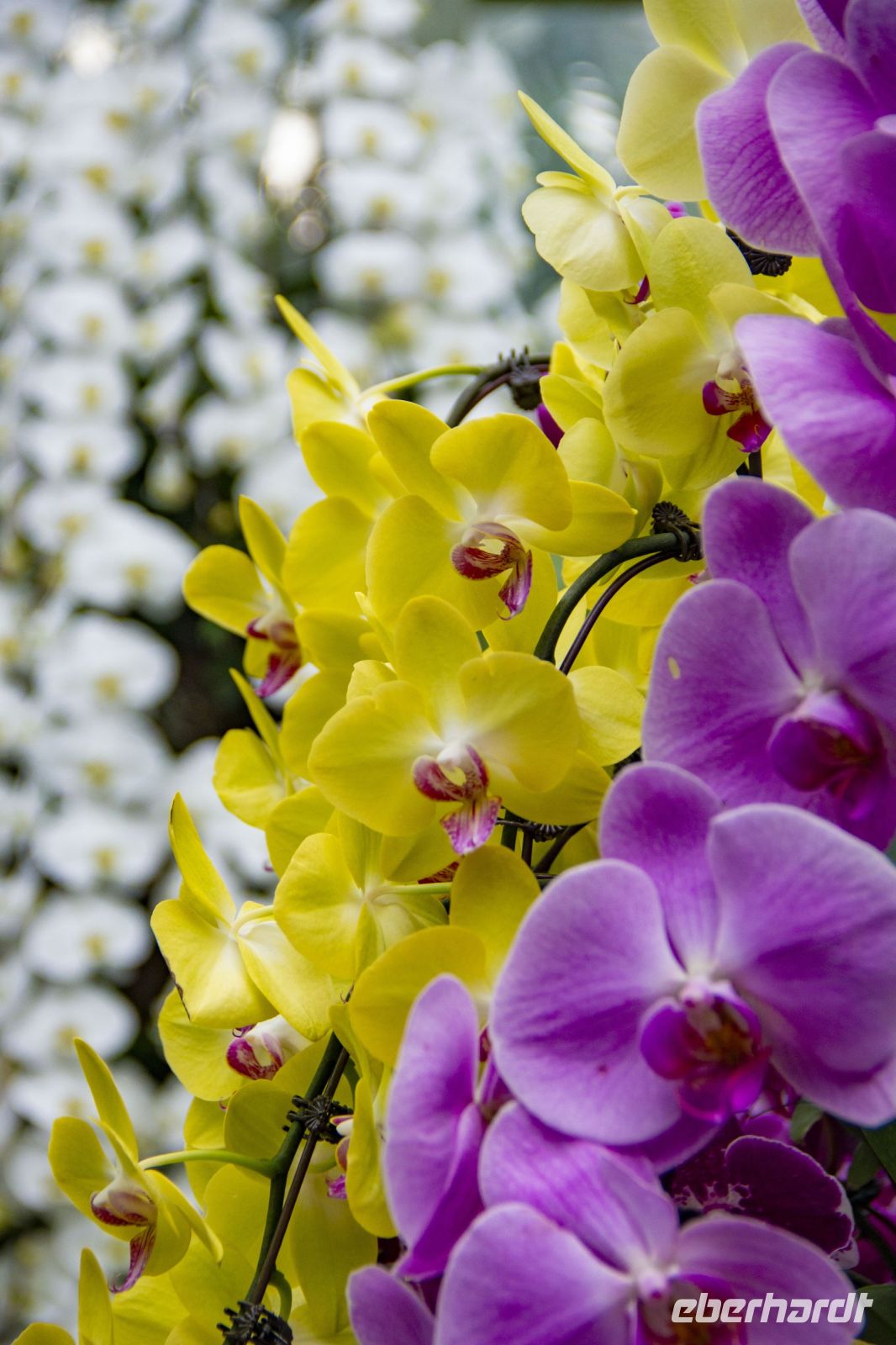 013 – Singapur, Orchideengarten