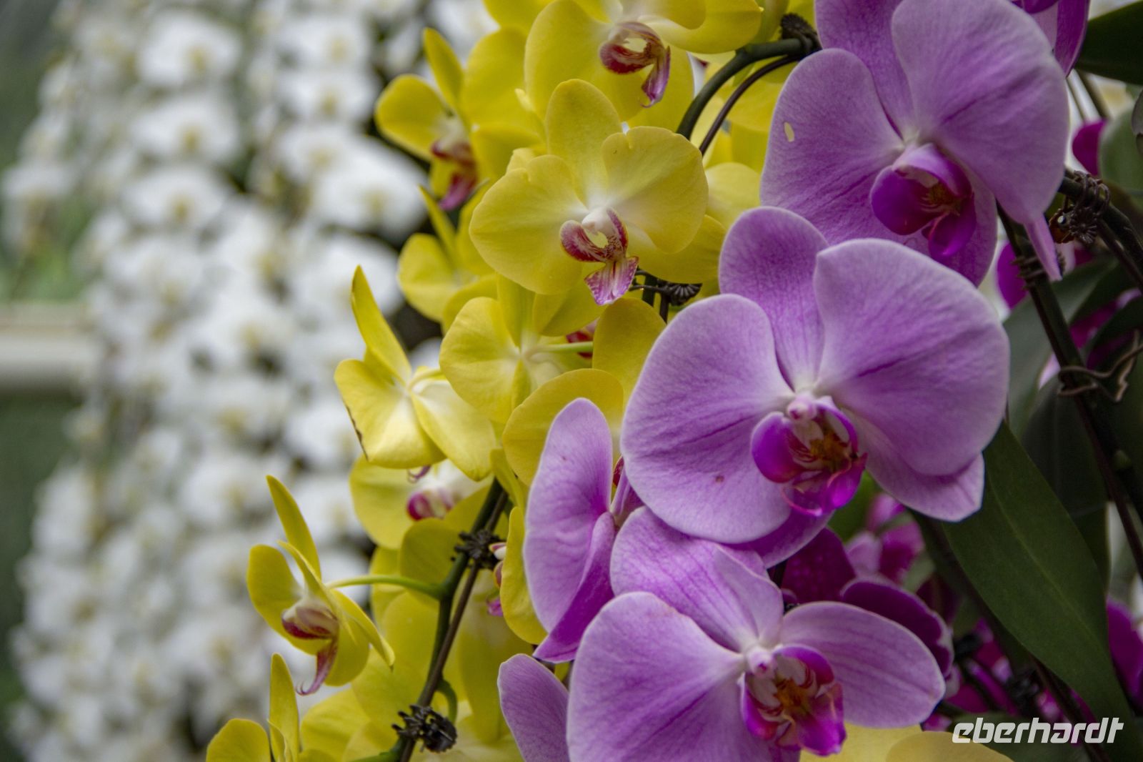 014 – Singapur, Orchideengarten