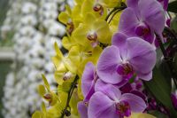 014 – Singapur, Orchideengarten