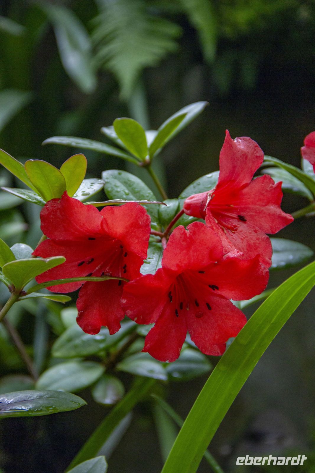 015 – Singapur, Orchideengarten