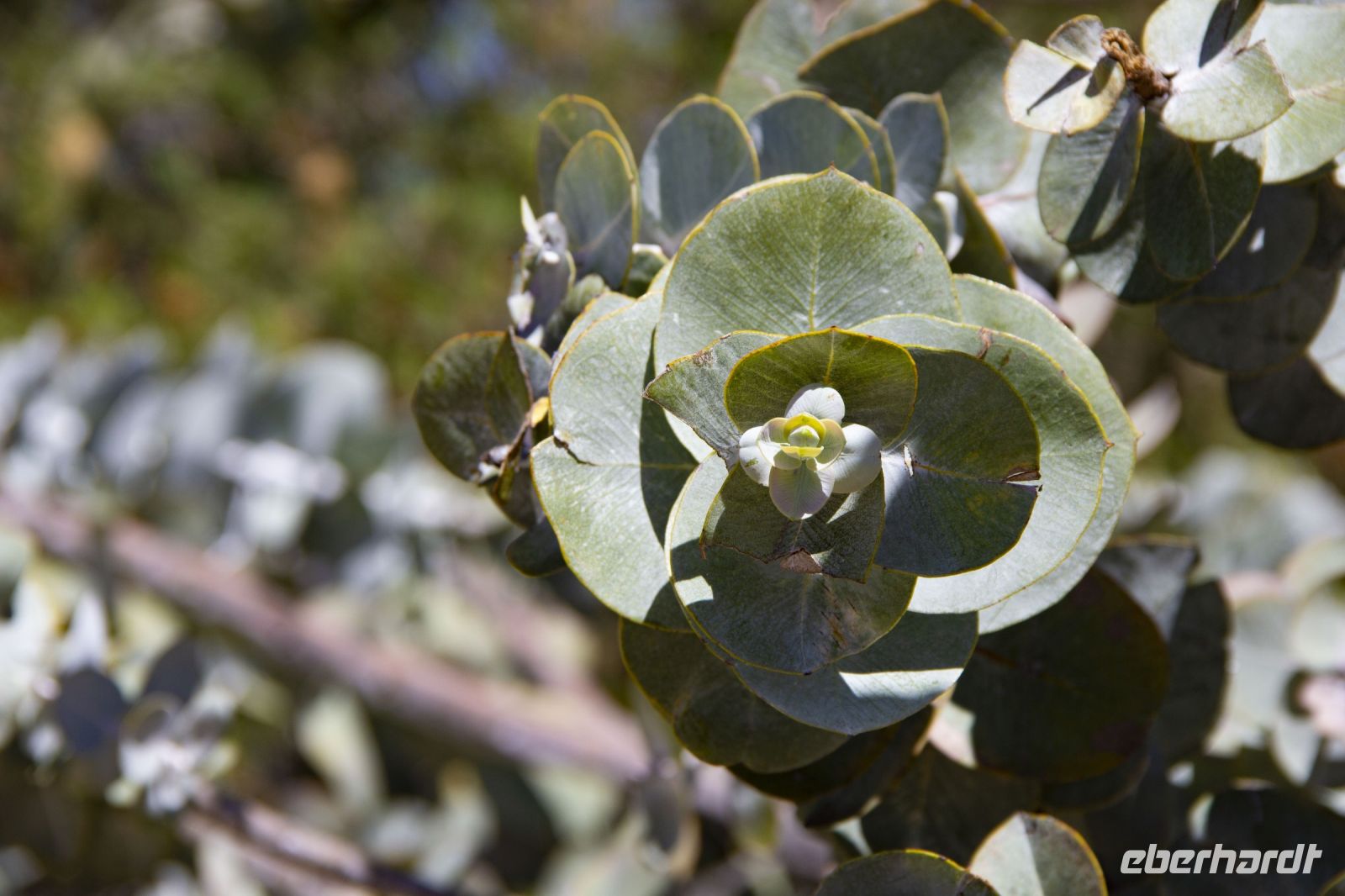 037 – Australien, Perth, Kings Park