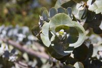 037 – Australien, Perth, Kings Park