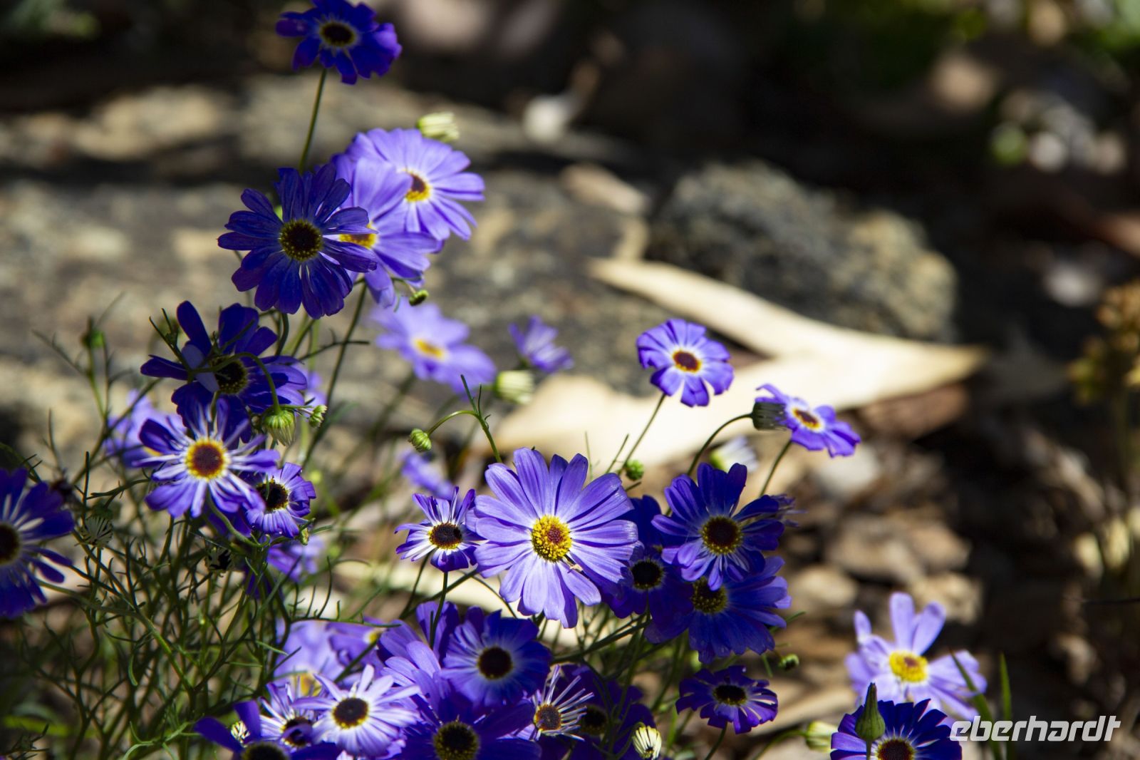 039 – Australien, Perth, Kings Park