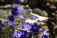 039 – Australien, Perth, Kings Park