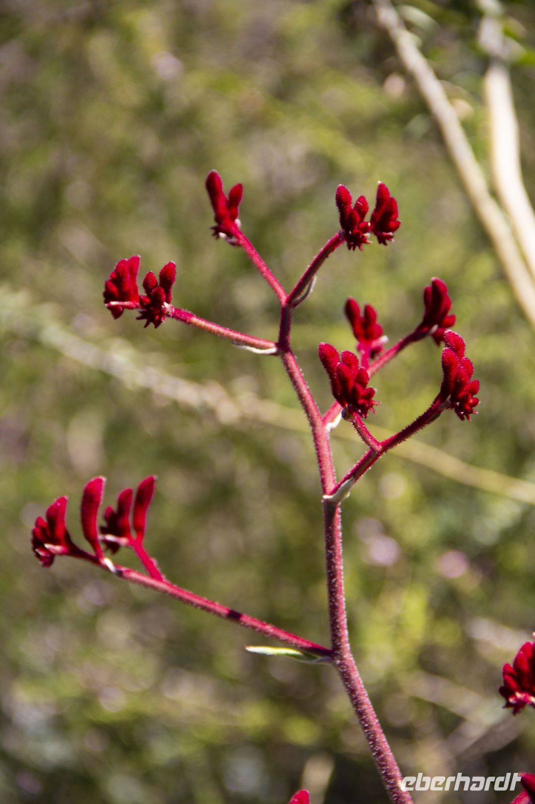 040 – Australien, Perth, Kings Park