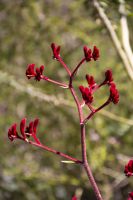 040 – Australien, Perth, Kings Park