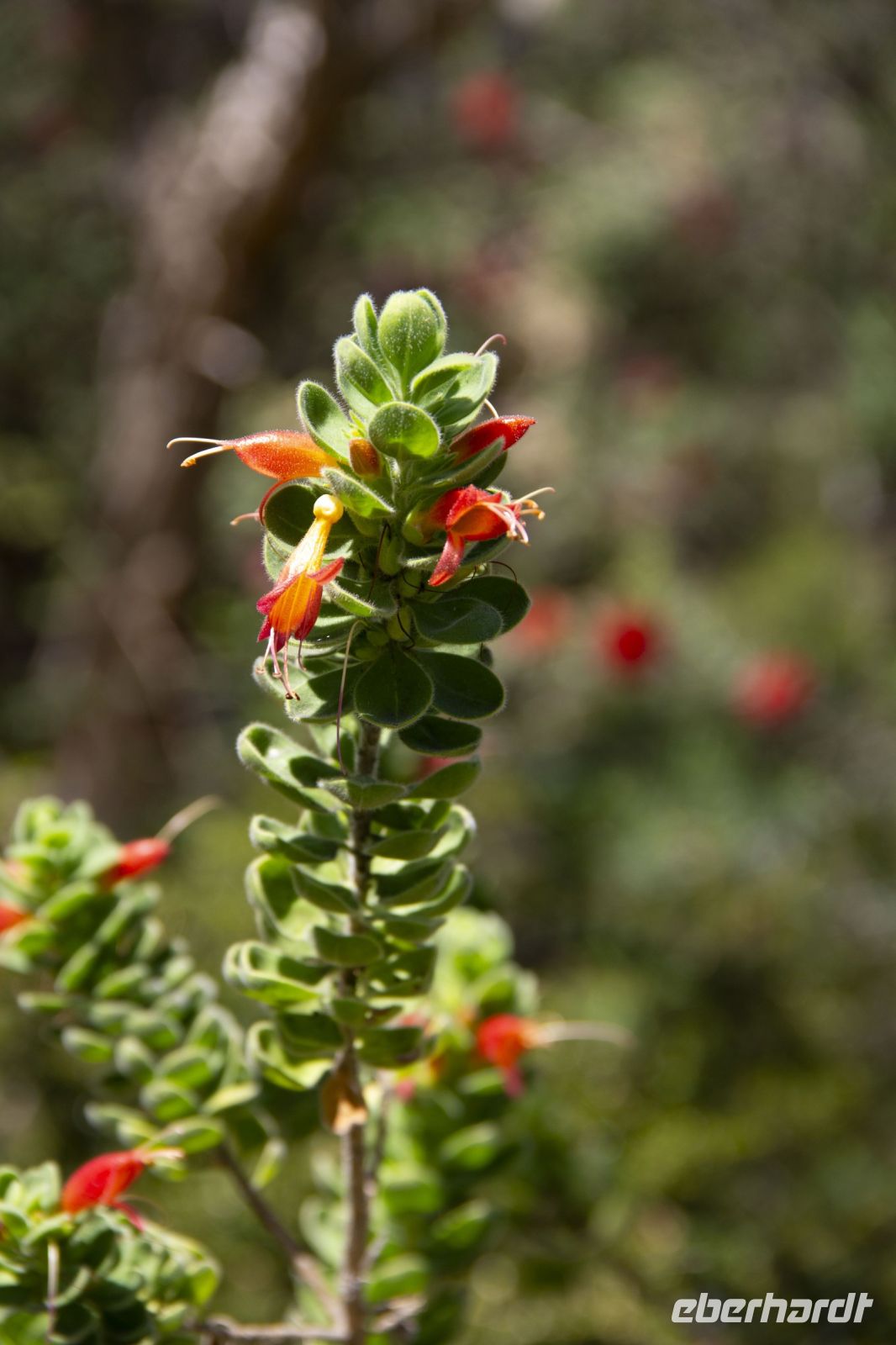 041 – Australien, Perth, Kings Park