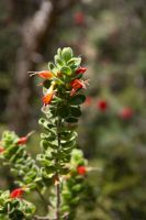 041 – Australien, Perth, Kings Park