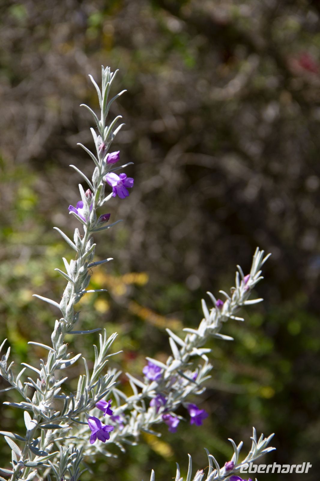 042 – Australien, Perth, Kings Park