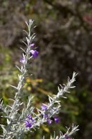 042 – Australien, Perth, Kings Park