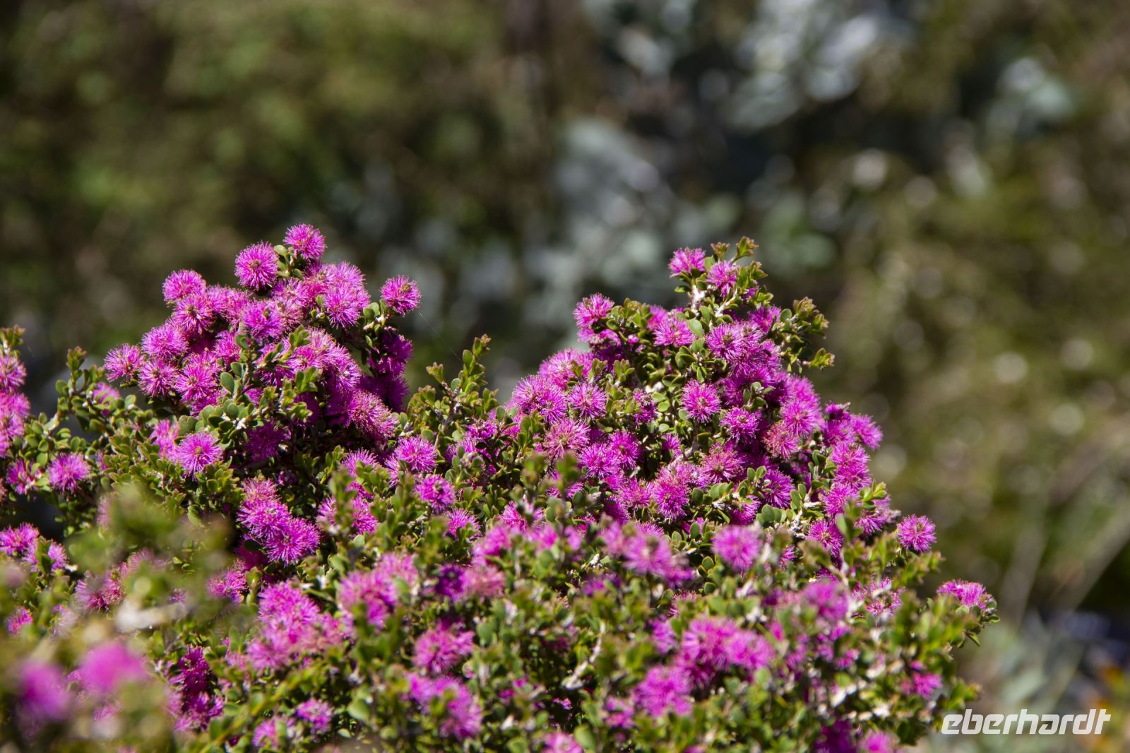 043 – Australien, Perth, Kings Park