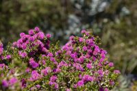 043 – Australien, Perth, Kings Park