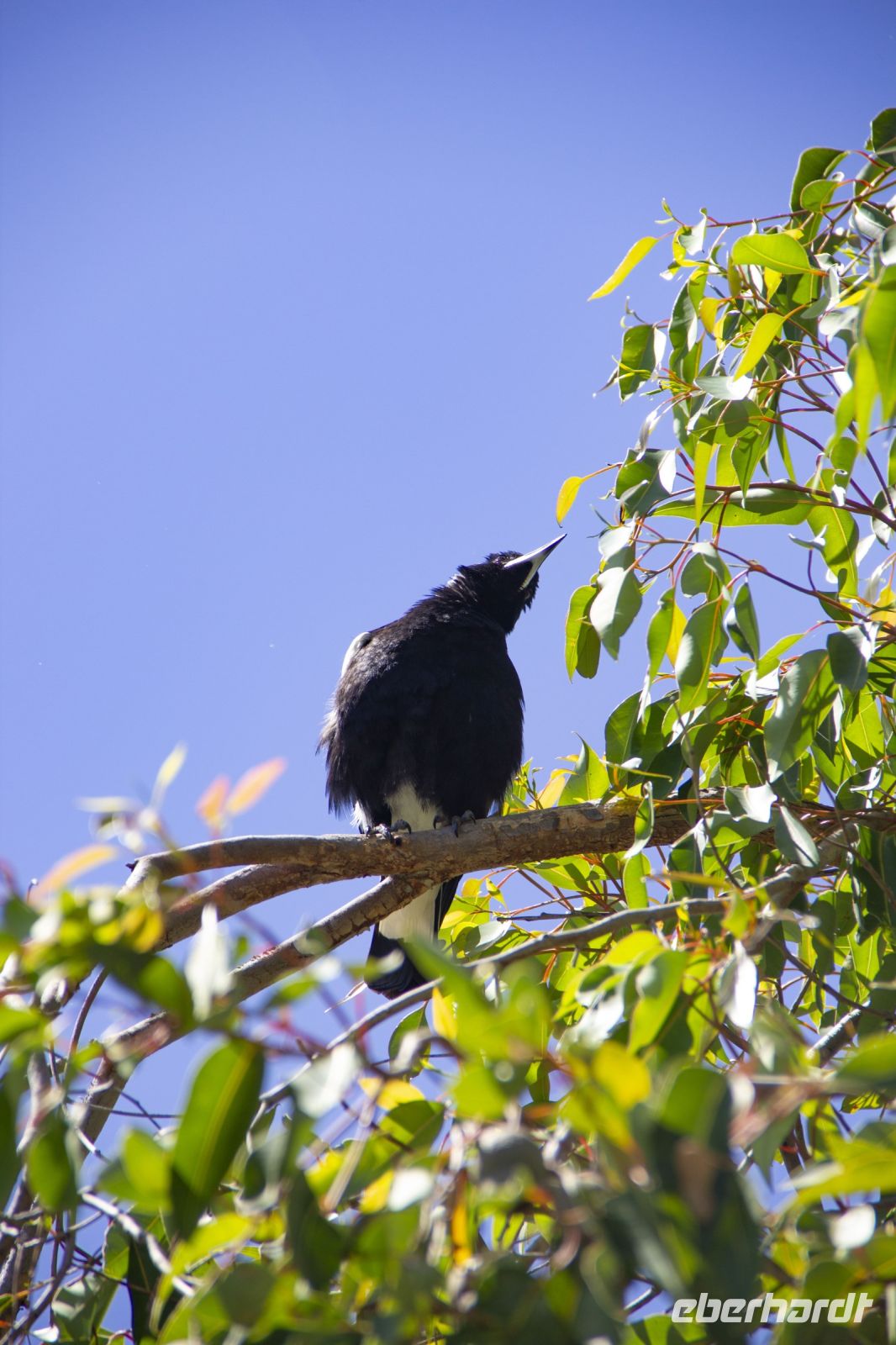 045 – Australien, Perth, Kings Park