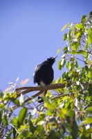 045 – Australien, Perth, Kings Park