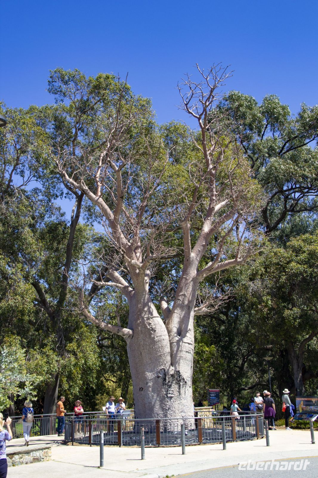 046 – Australien, Perth, Kings Park