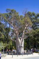 046 – Australien, Perth, Kings Park