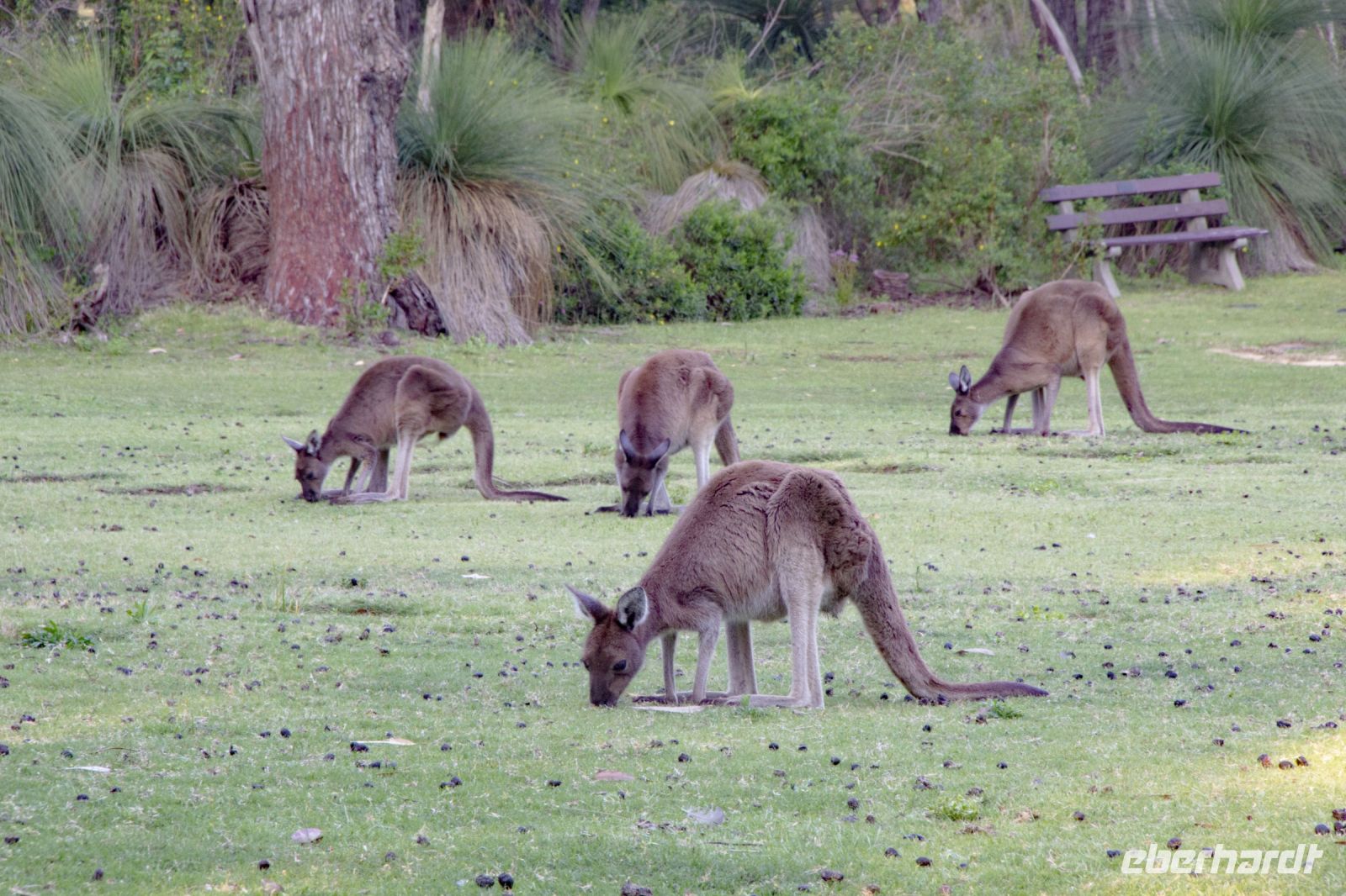 059 – Australien, Känguru