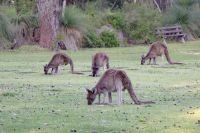 059 – Australien, Känguru