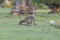 060 – Australien, Känguru