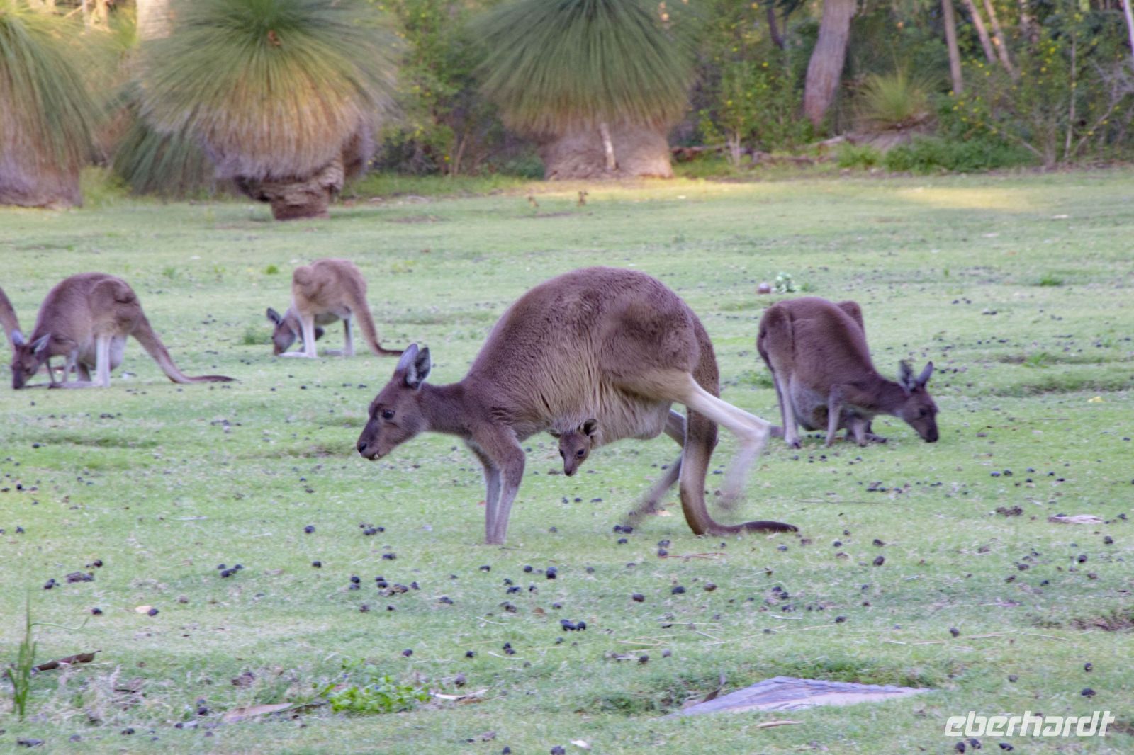 061 – Australien, Känguru